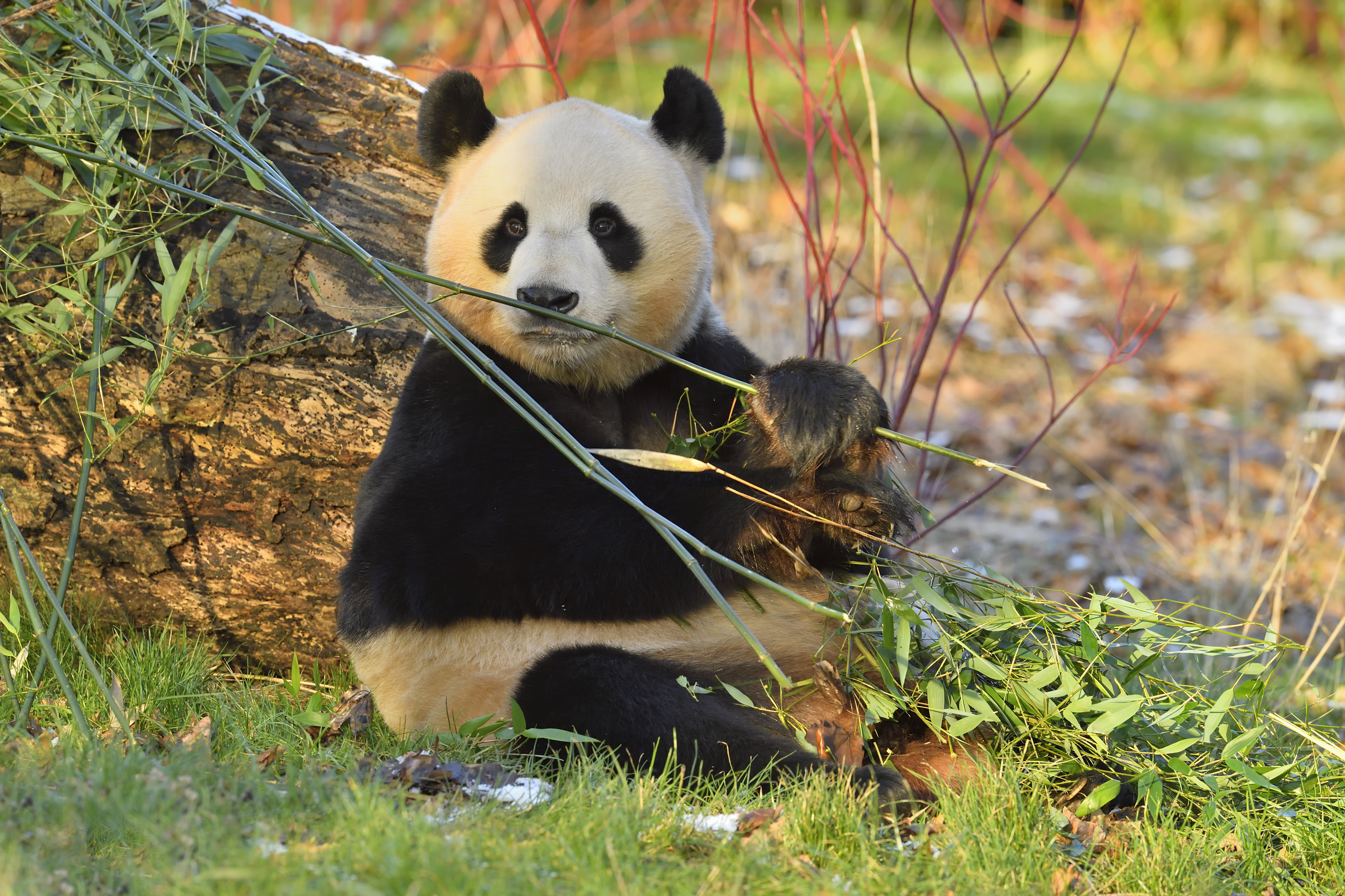 Yang Guang in morning sun IMAGE Laurie Campbell 2023